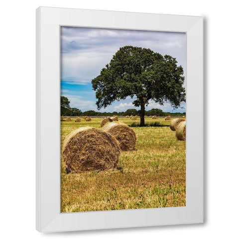 Italy-Apulia-Metropolitan City of Bari-Gioia del Colle Bales of hay in a field White Modern Wood Framed Art Print by Wilson, Emily
