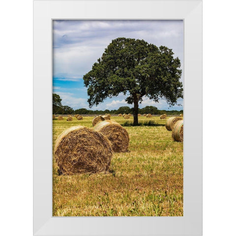 Italy-Apulia-Metropolitan City of Bari-Gioia del Colle Bales of hay in a field White Modern Wood Framed Art Print by Wilson, Emily