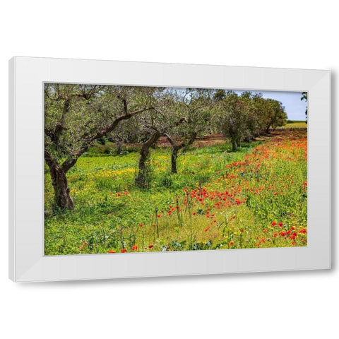 Italy-Apulia-Metropolitan City of Bari-Gioia del Colle Poppies growing amid rows of olive trees White Modern Wood Framed Art Print by Wilson, Emily