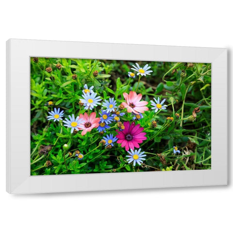 Italy-Apulia-Metropolitan City of Bari-Gioia del Colle Colorful wildflowers White Modern Wood Framed Art Print by Wilson, Emily