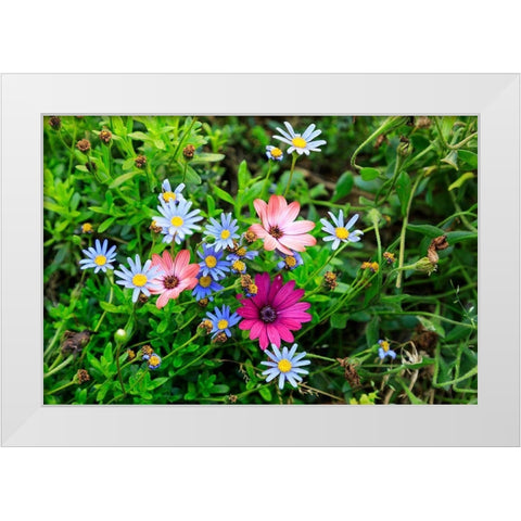 Italy-Apulia-Metropolitan City of Bari-Gioia del Colle Colorful wildflowers White Modern Wood Framed Art Print by Wilson, Emily