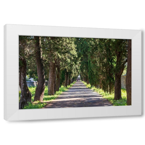 Italy-Apulia-Metropolitan City of Bari-Locorotondo Tree-lined walkway White Modern Wood Framed Art Print by Wilson, Emily