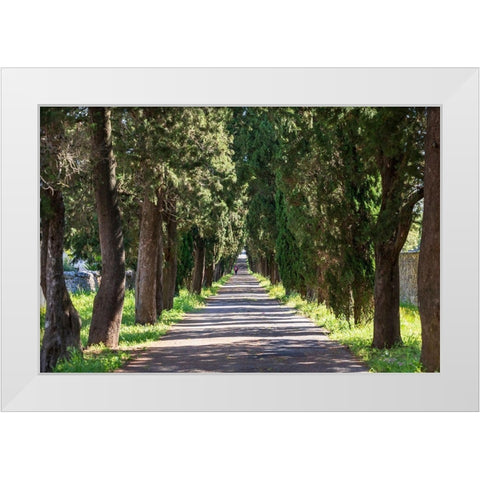 Italy-Apulia-Metropolitan City of Bari-Locorotondo Tree-lined walkway White Modern Wood Framed Art Print by Wilson, Emily