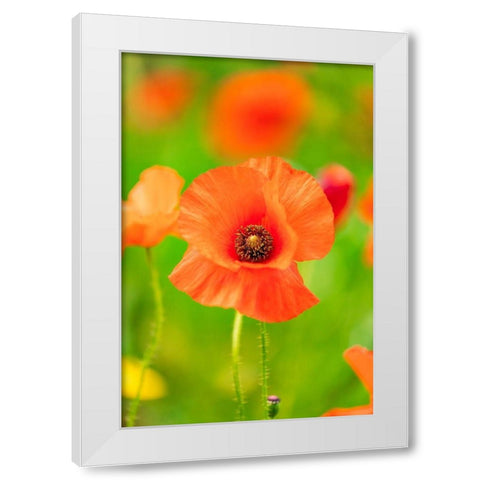 Italy-Apulia-Province of Bari Countryside with poppies and olive trees White Modern Wood Framed Art Print by Wilson, Emily