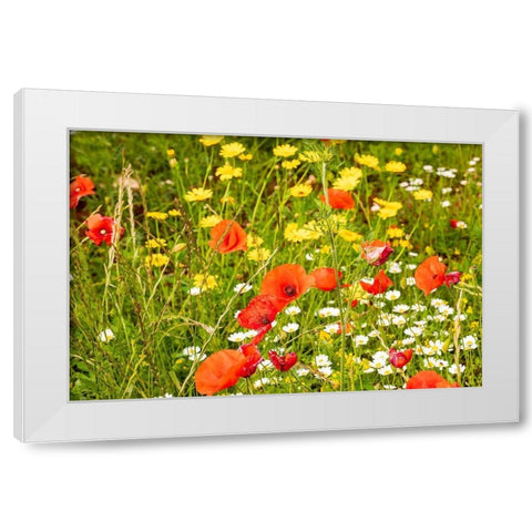 Italy-Apulia-Province of Bari Countryside with poppies and other wildflowers White Modern Wood Framed Art Print by Wilson, Emily
