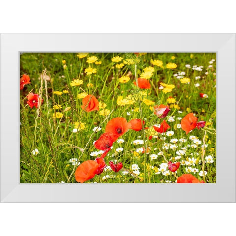 Italy-Apulia-Province of Bari Countryside with poppies and other wildflowers White Modern Wood Framed Art Print by Wilson, Emily
