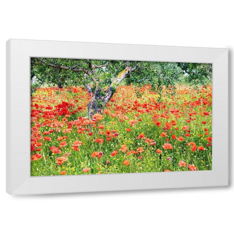Italy-Apulia-Province of Bari Countryside with poppies and olive trees White Modern Wood Framed Art Print by Wilson, Emily