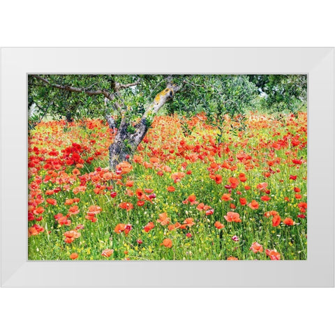 Italy-Apulia-Province of Bari Countryside with poppies and olive trees White Modern Wood Framed Art Print by Wilson, Emily