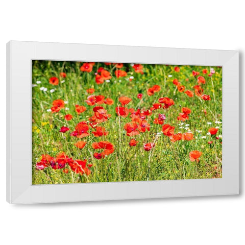 Italy-Apulia-Province of Bari Countryside with poppies  White Modern Wood Framed Art Print by Wilson, Emily