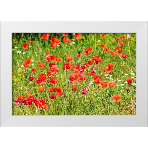 Italy-Apulia-Province of Bari Countryside with poppies  White Modern Wood Framed Art Print by Wilson, Emily