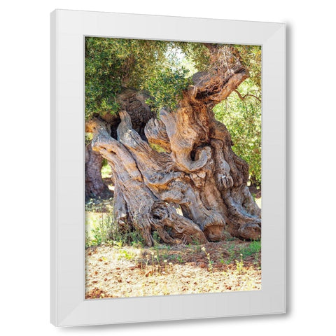 Italy-Apulia-Province of Brindisi-Ostuni Huge ancient olive tree White Modern Wood Framed Art Print by Wilson, Emily