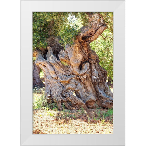 Italy-Apulia-Province of Brindisi-Ostuni Huge ancient olive tree White Modern Wood Framed Art Print by Wilson, Emily