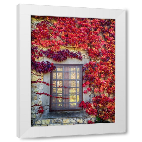 Italy-Chianti Colorful ivy surrounding the window of a stone Tuscan home in the autumn White Modern Wood Framed Art Print by Eggers, Julie