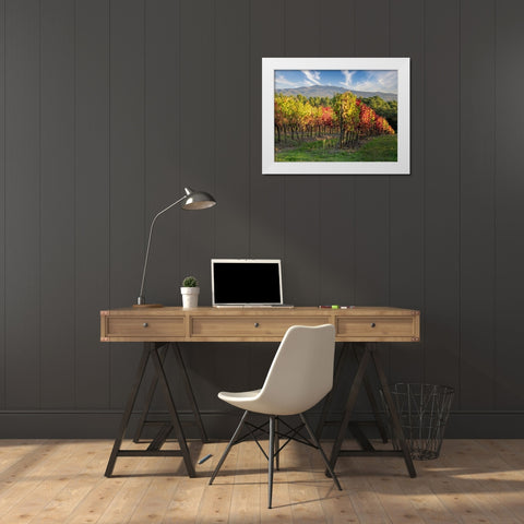 Italy-Chianti Vineyard in autumn in the Chianti region of Tuscany White Modern Wood Framed Art Print by Eggers, Julie