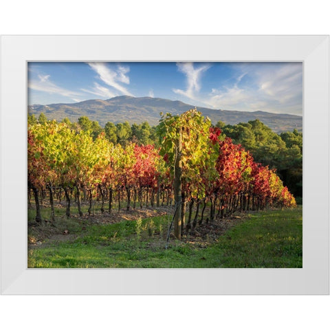 Italy-Chianti Vineyard in autumn in the Chianti region of Tuscany White Modern Wood Framed Art Print by Eggers, Julie