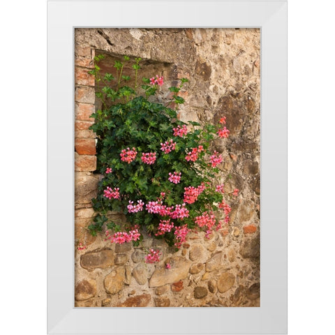 Italy-Tuscany Pink ivy geraniums blooming in a window in Tuscany White Modern Wood Framed Art Print by Eggers, Julie