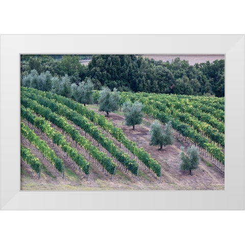 Italy-Tuscany Vineyard and olive trees in the Tuscan landscape White Modern Wood Framed Art Print by Eggers, Julie