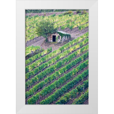 Italy-Tuscany Vineyard with grapes on the vine and small shed in the field White Modern Wood Framed Art Print by Eggers, Julie