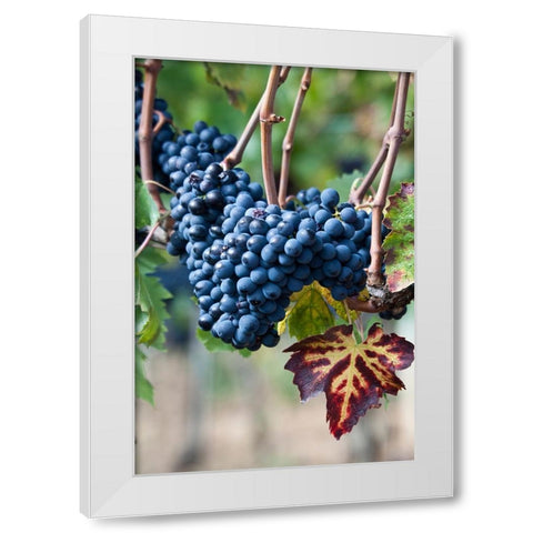 Italy-Tuscany Grapes on the vine in a vineyard in Tuscany White Modern Wood Framed Art Print by Eggers, Julie