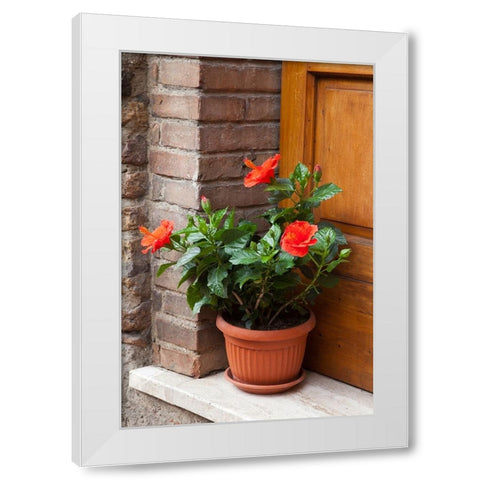 Italy-Tuscany-San Gimignano Red hibiscus flower in a pot on the doorstep of a home in San Gimignano White Modern Wood Framed Art Print by Eggers, Julie
