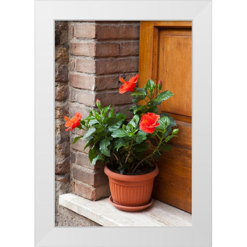 Italy-Tuscany-San Gimignano Red hibiscus flower in a pot on the doorstep of a home in San Gimignano White Modern Wood Framed Art Print by Eggers, Julie