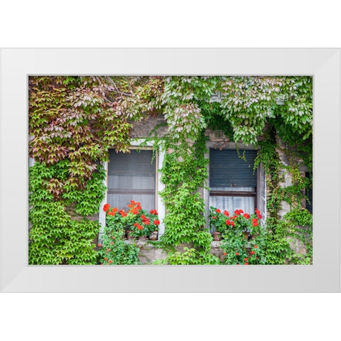 Italy-Venice A pair of windows with red ivy geraniums and ivy climbing the walls White Modern Wood Framed Art Print by Eggers, Julie