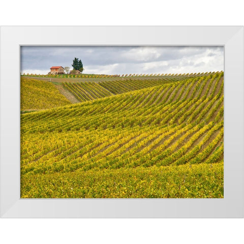 Italy-Tuscany Colorful vineyard in autumn White Modern Wood Framed Art Print by Eggers, Julie