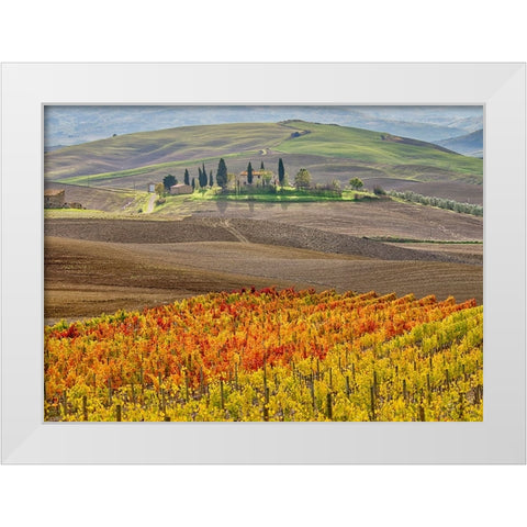 Italy-Tuscany Colorful vineyard in autumn White Modern Wood Framed Art Print by Eggers, Julie