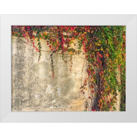 Italy-Tuscany-Monticchiello Red ivy covering the walls of the buildings White Modern Wood Framed Art Print by Eggers, Julie