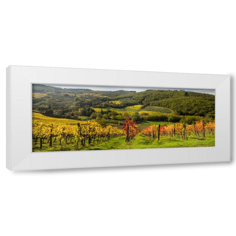 Italy-Tuscany Panoramic view of a colorful vineyard in the Tuscan landscape White Modern Wood Framed Art Print by Eggers, Julie