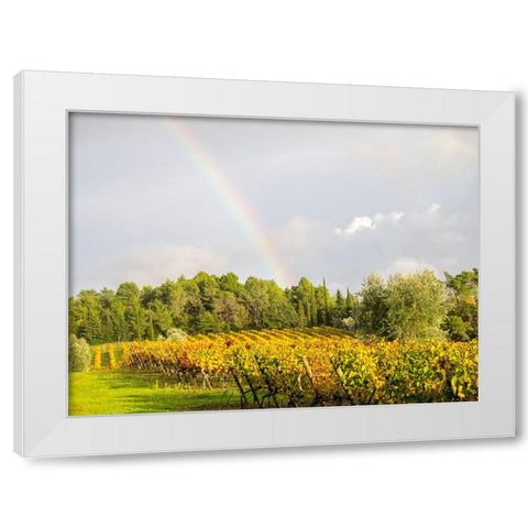Italy-Tuscany Colorful vineyard and rainbow in autumn White Modern Wood Framed Art Print by Eggers, Julie