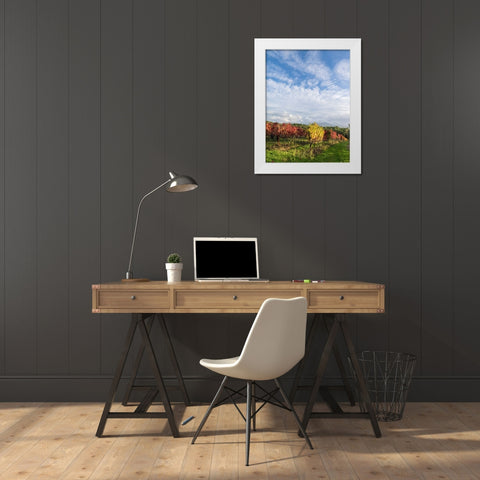 Italy-Tuscany Colorful vineyards in autumn with blue skies and clouds White Modern Wood Framed Art Print by Eggers, Julie