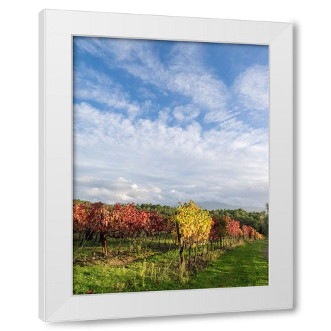 Italy-Tuscany Colorful vineyards in autumn with blue skies and clouds White Modern Wood Framed Art Print by Eggers, Julie