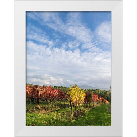 Italy-Tuscany Colorful vineyards in autumn with blue skies and clouds White Modern Wood Framed Art Print by Eggers, Julie
