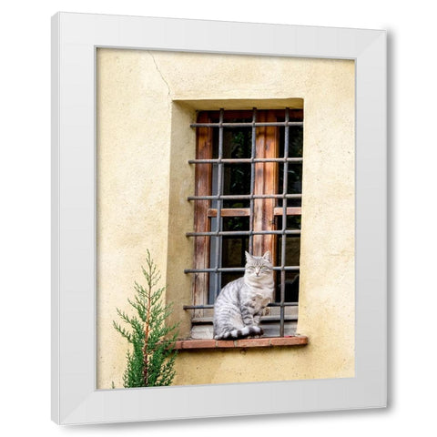 Italy-Tuscany-Pienza Cat sitting on a window ledge along the streets White Modern Wood Framed Art Print by Eggers, Julie