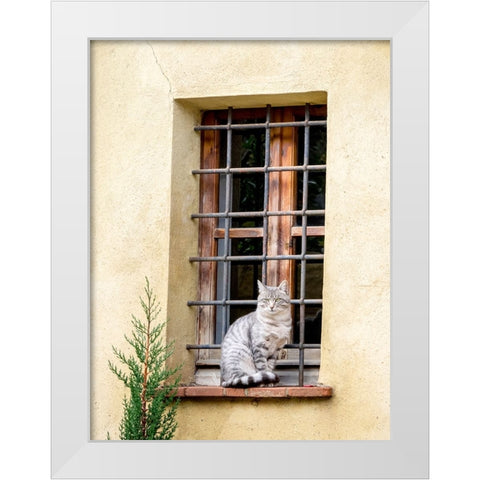 Italy-Tuscany-Pienza Cat sitting on a window ledge along the streets White Modern Wood Framed Art Print by Eggers, Julie