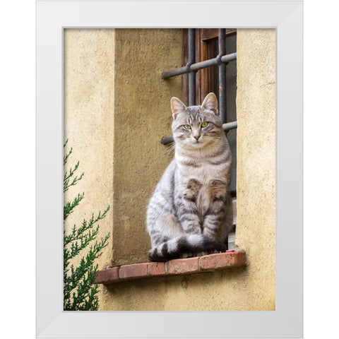 Italy-Tuscany-Pienza Cat sitting on a window ledge along the streets White Modern Wood Framed Art Print by Eggers, Julie