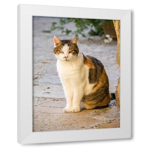 Italy-Tuscany-Monticchiello Tabby cat White Modern Wood Framed Art Print by Eggers, Julie