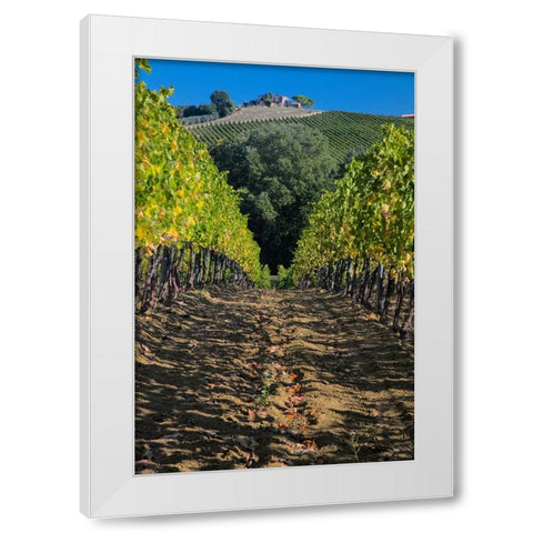 Italy- Umbria. Home surrounded by vineyards. White Modern Wood Framed Art Print by Eggers, Julie