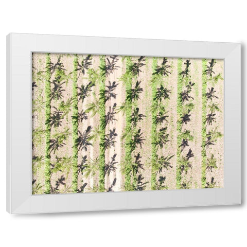 Italy-Mantua-poplar tree plantation-poplar trees are used to produce pulp for paper making White Modern Wood Framed Art Print by Molinari, Michele