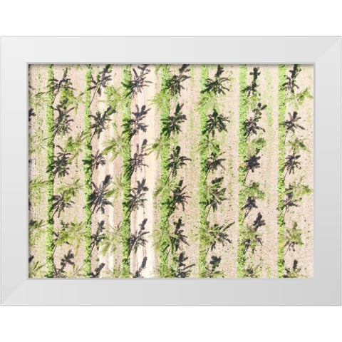 Italy-Mantua-poplar tree plantation-poplar trees are used to produce pulp for paper making White Modern Wood Framed Art Print by Molinari, Michele