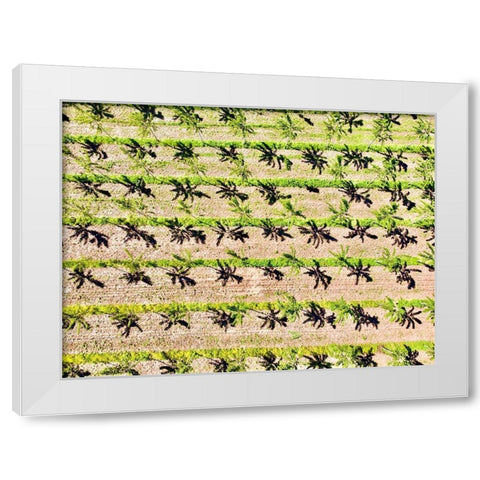 Italy-Mantua-poplar tree plantation-poplar trees are used to produce pulp for paper making White Modern Wood Framed Art Print by Molinari, Michele