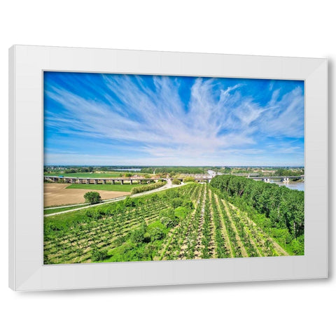 Italy-Mantua-poplar tree plantation-poplar trees are used to produce pulp for paper making White Modern Wood Framed Art Print by Molinari, Michele