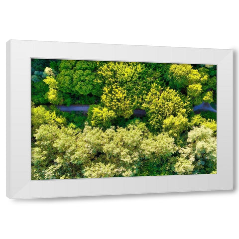Italy-Mantua-forest treetops White Modern Wood Framed Art Print by Molinari, Michele