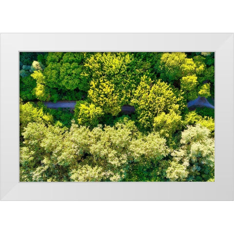 Italy-Mantua-forest treetops White Modern Wood Framed Art Print by Molinari, Michele