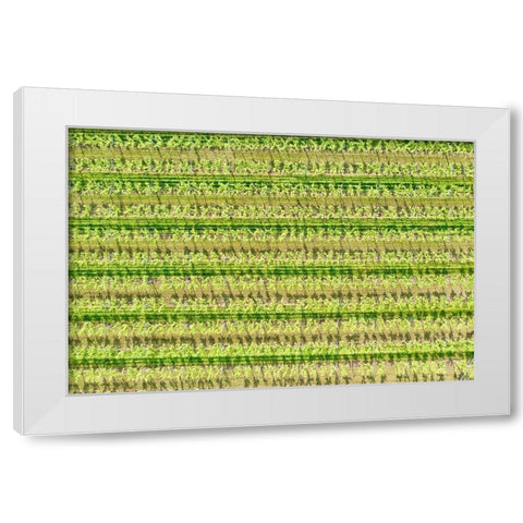 Italy-Valpolicella vineyards White Modern Wood Framed Art Print by Molinari, Michele