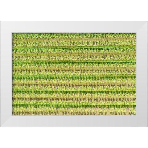 Italy-Valpolicella vineyards White Modern Wood Framed Art Print by Molinari, Michele