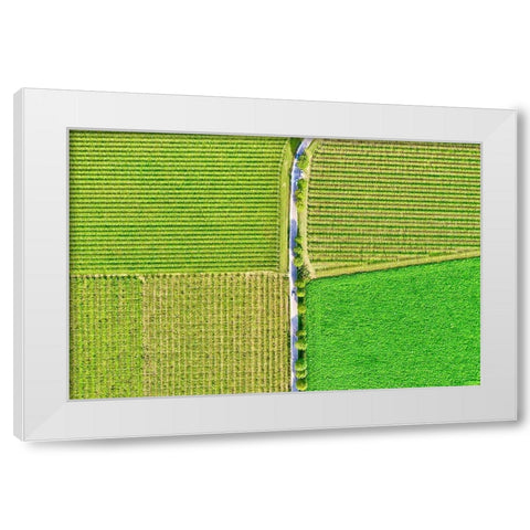 Italy-Valpolicella vineyards White Modern Wood Framed Art Print by Molinari, Michele