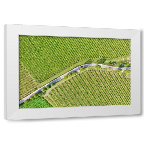 Italy-Valpolicella vineyards White Modern Wood Framed Art Print by Molinari, Michele