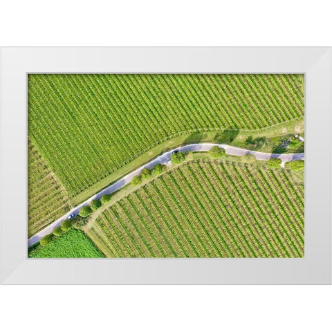 Italy-Valpolicella vineyards White Modern Wood Framed Art Print by Molinari, Michele